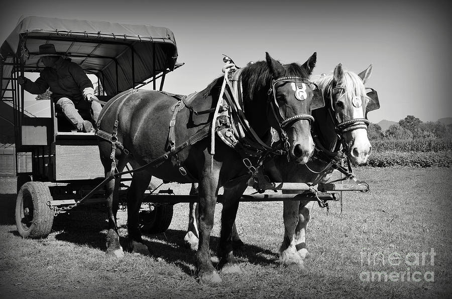 Horses and Cart Photograph by Mindy Bench