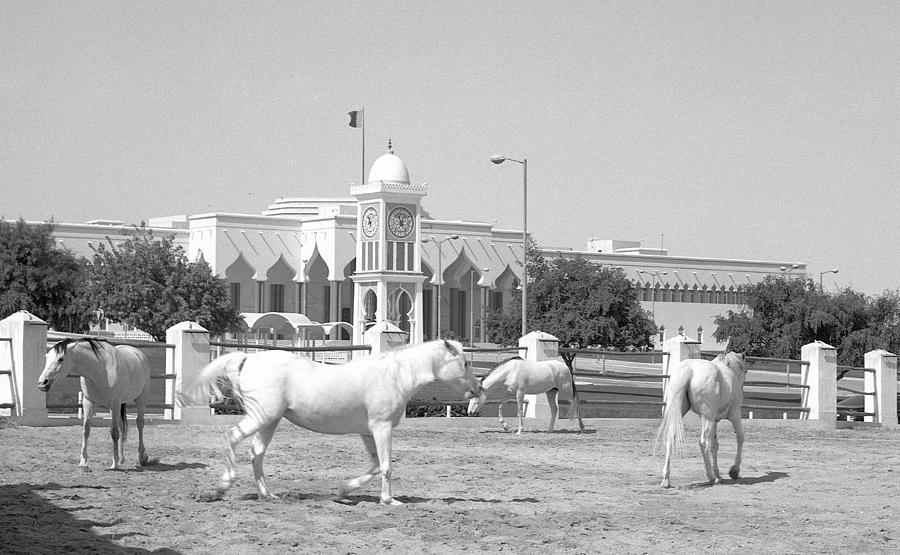 Horses and Emiri palace Photograph by Paul Cowan
