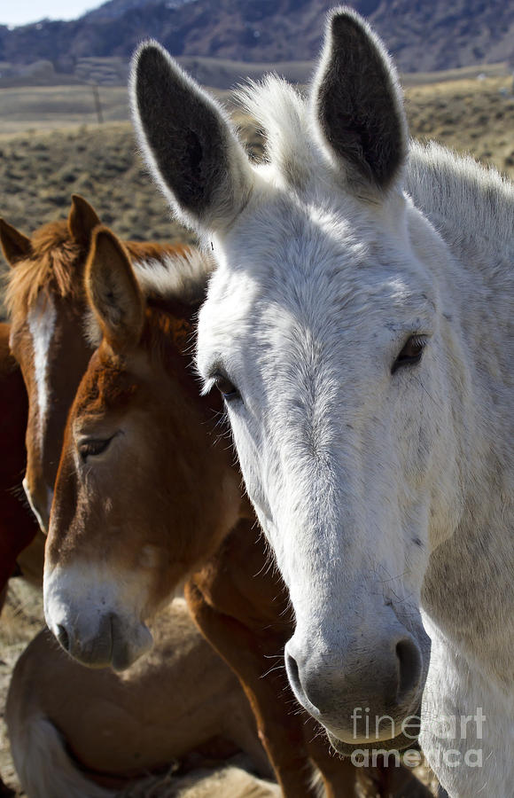 Horses And Mules   #0757 Photograph by J L Woody Wooden