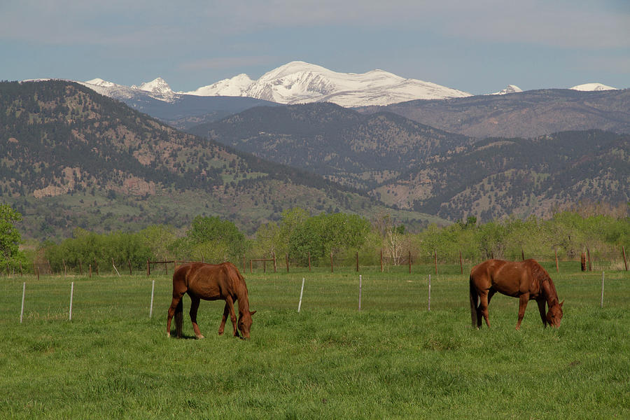 Horses And The Rocky Mountains Photograph by John Kieffer