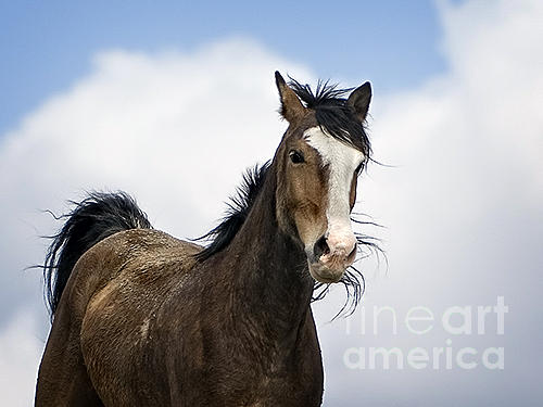Horses-animals-3 Photograph