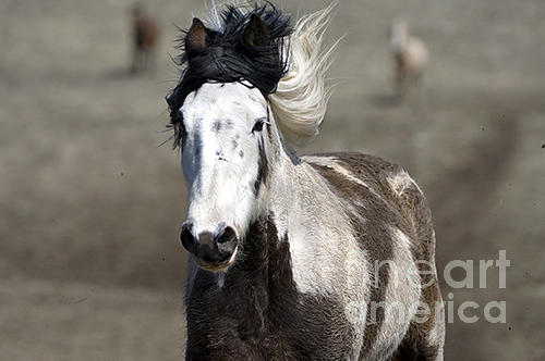 Horses-animals-5 Photograph