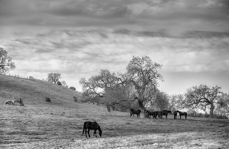 Horses around Oak Trees Photograph by Judith Barath