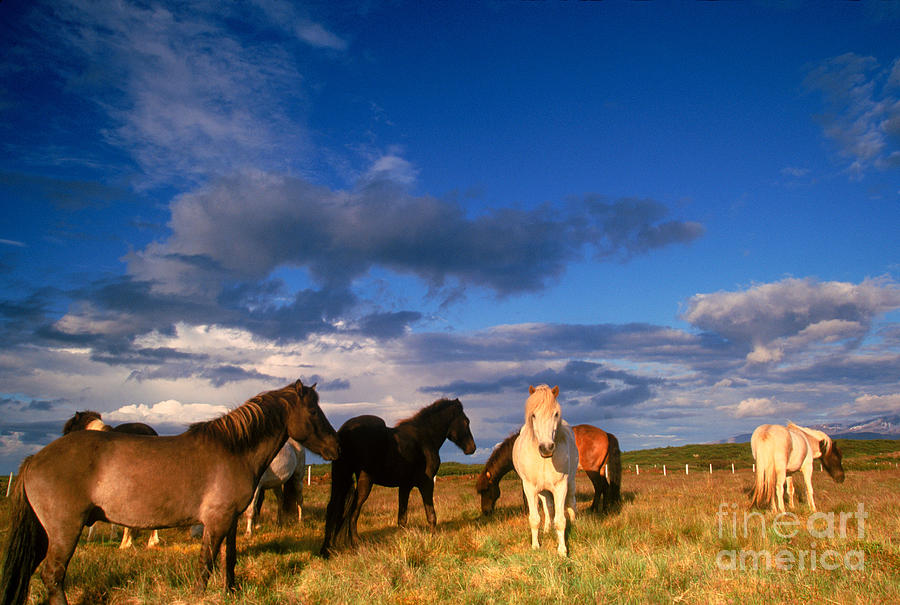 Horses Photograph by Art Wolfe