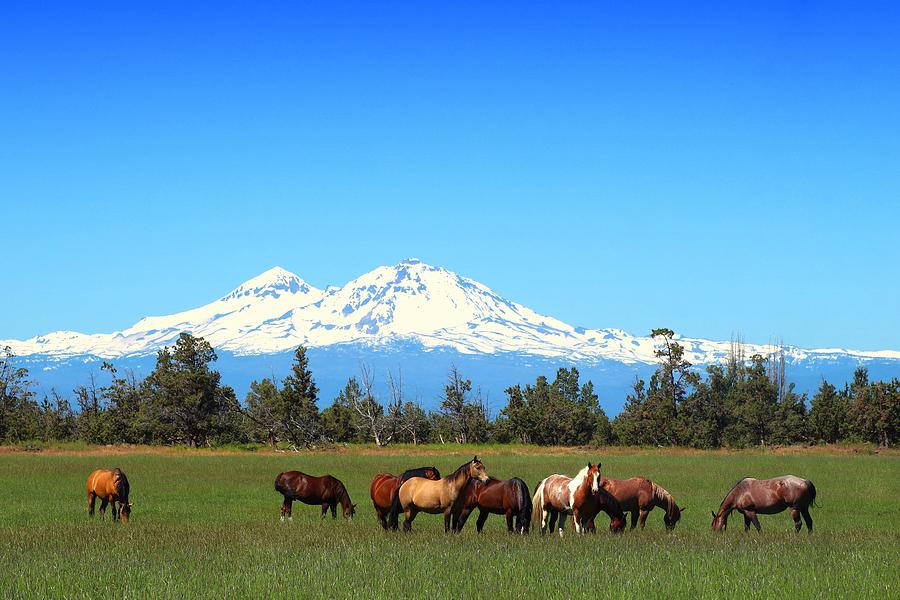 Horses at Sisters Mountain Photograph by Lynn Hopwood