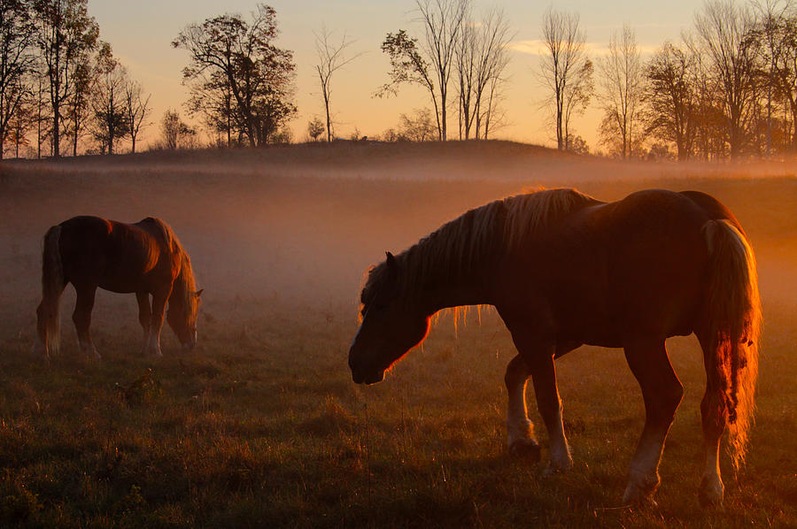 Horses at Sunrise Photograph by Jim Vance