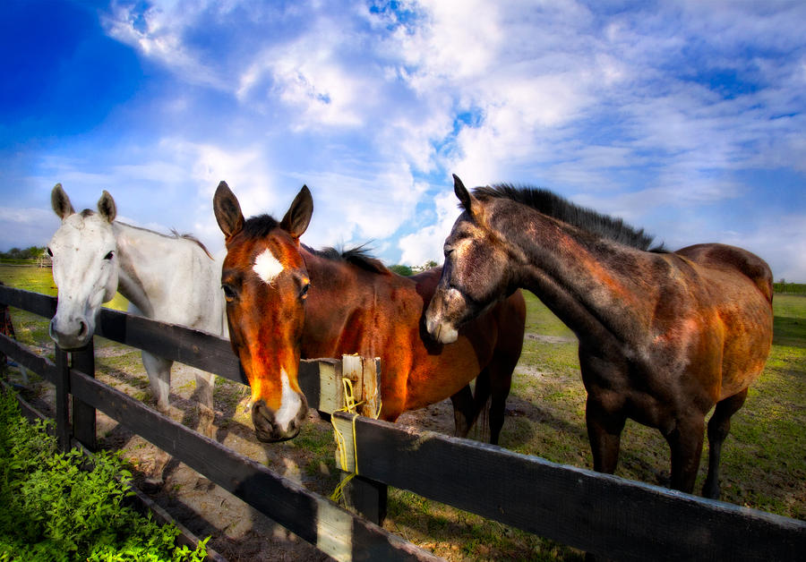 Horses at the Fence Photograph by Debra and Dave Vanderlaan