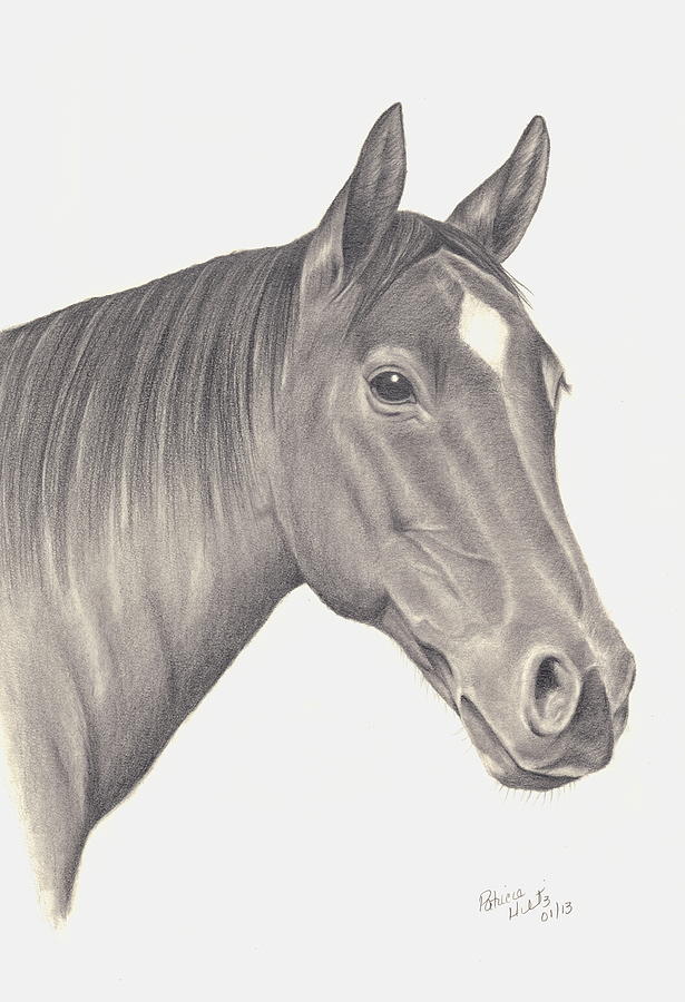 Horses Beauty Drawing by Patricia Hiltz