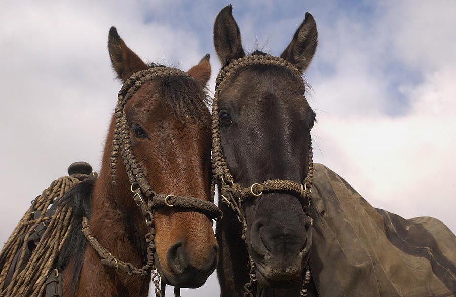 Horses  Belonging To Chagras Ecuador Photograph by Pete Oxford