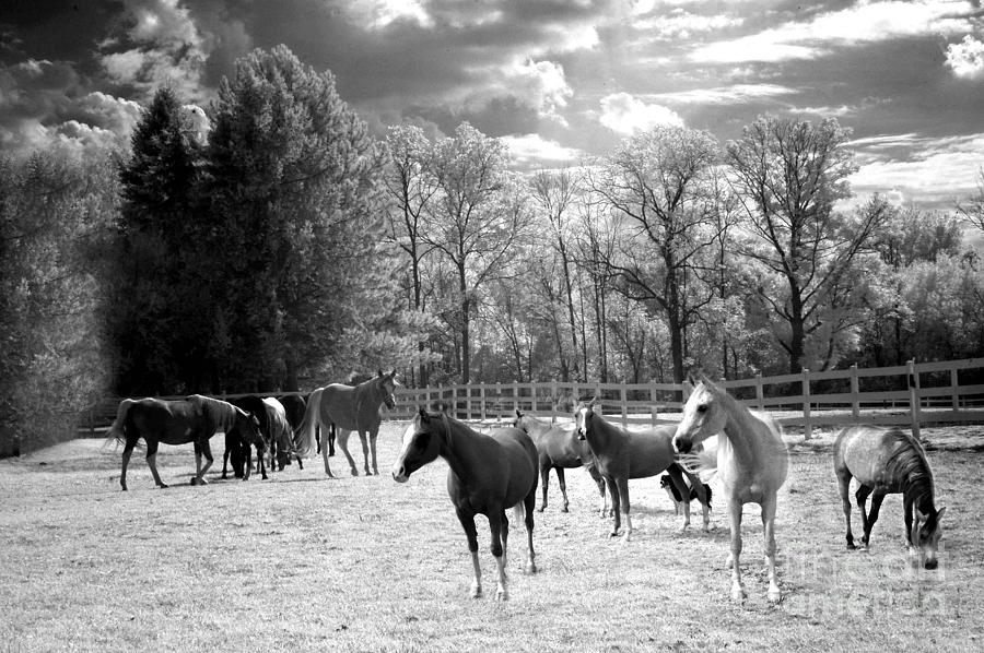 Horses Black and White Infrared - Surreal Horses Black White Nature Landscape Equine Photograph by Kathy Fornal