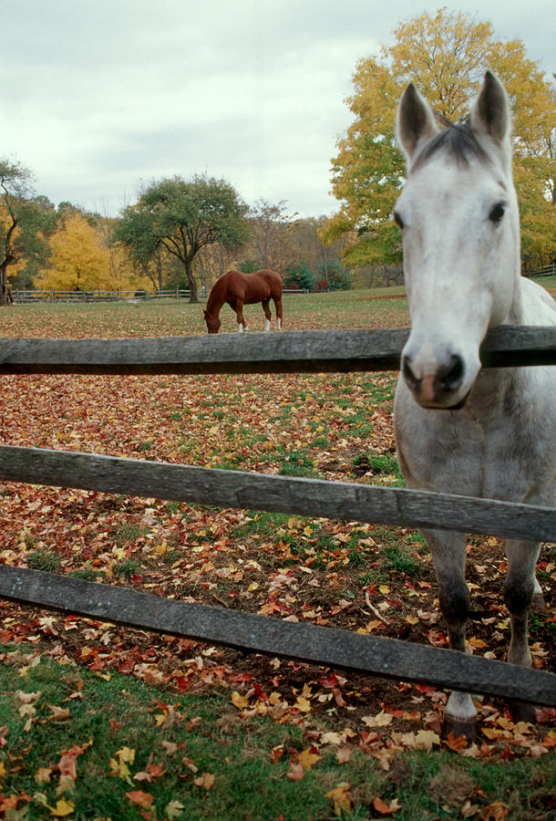 Horses Photograph by Bonnie Sue Rauch