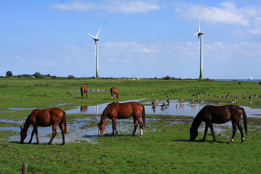 Horses in Green Landscape Photograph by Aidan Moran