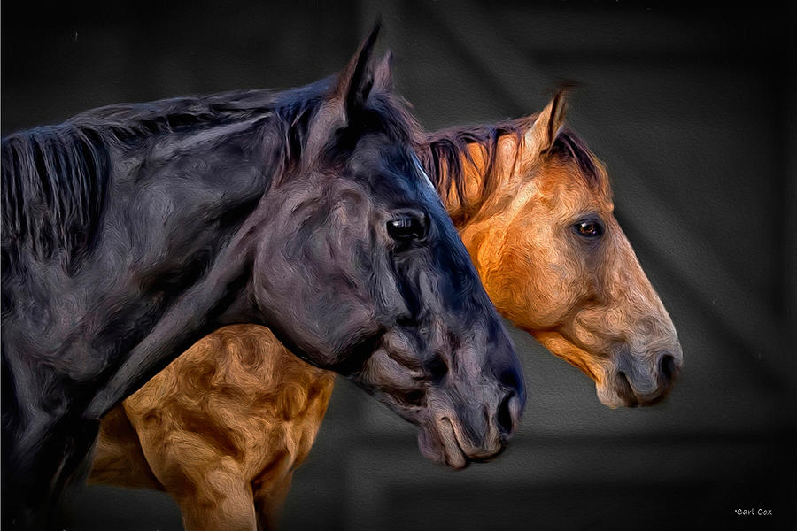 Horses Photograph by Carl Cox
