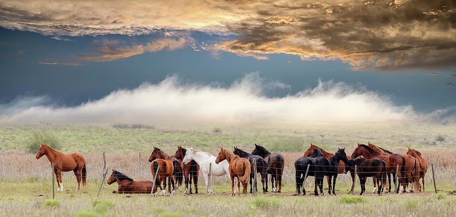 Horses Photograph by Chechi Peinado