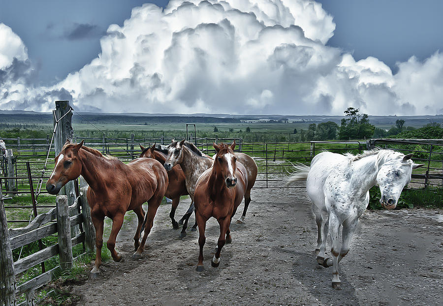 Horses coming home Photograph by Patrick Boening