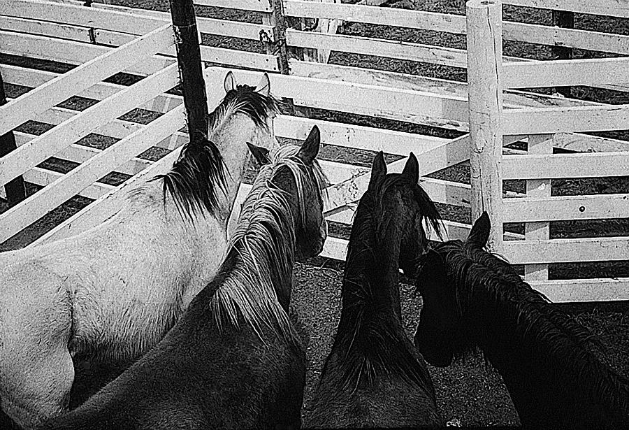 Horses corral Aberdeen South Dakota 1965 black and white Photograph by David Lee Guss