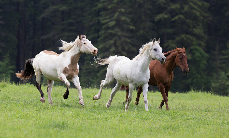 Horses Photograph by Dee Carpenter | Fine Art America