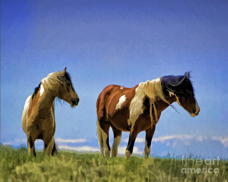 Horses - Double Painted Paints Photograph