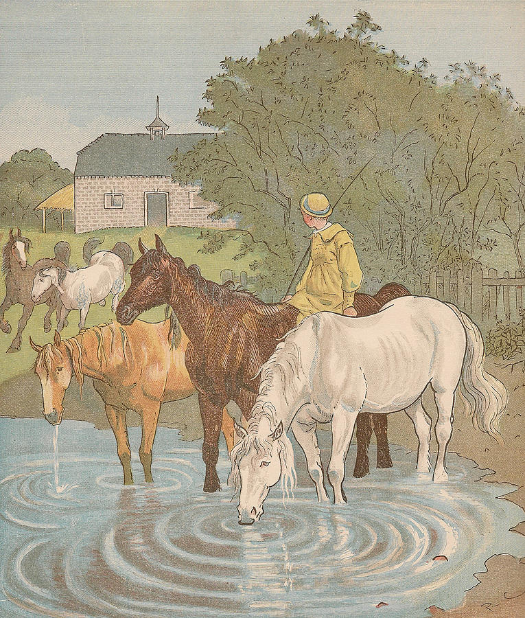 Vintage Drawing - Horses drinking at water by Randolph Caldecott