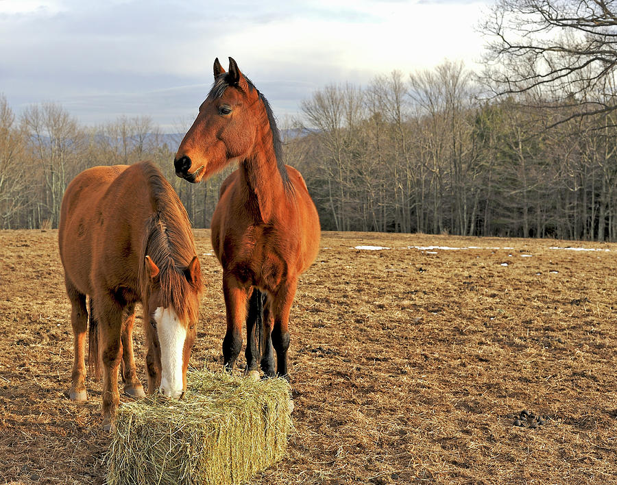 Horses Eating Hay In Country Field In Photograph by Driendl Group
