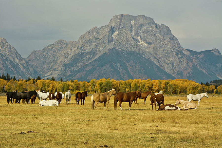 Horses, Elk Ranch Flats, Grand Tetons Photograph by Michel Hersen - Pixels