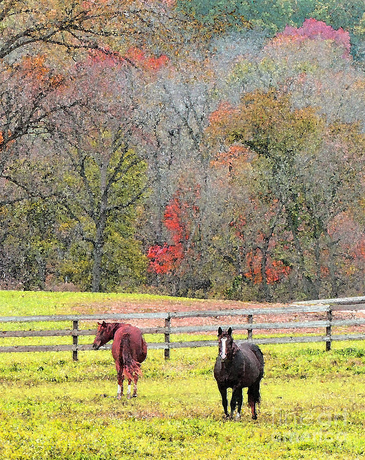 Horse Photograph - Horses Enjoying Autumn Air by Minding My  Visions by Adri and Ray
