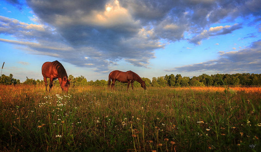 Horses Photograph by Everet Regal