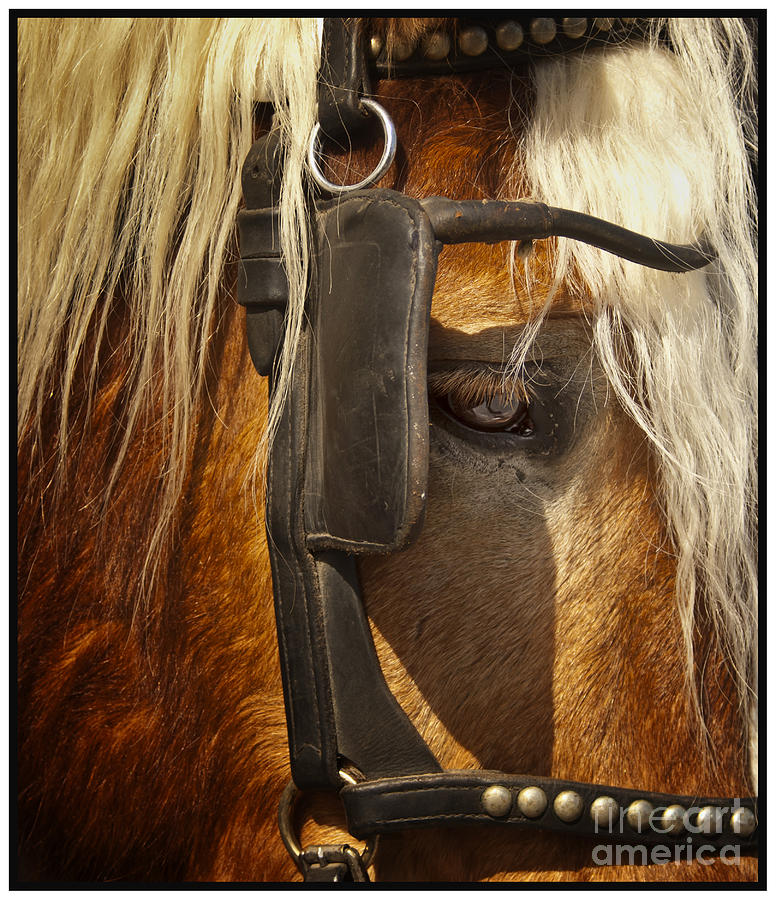 Horses Eye Photograph by Barry Weiss
