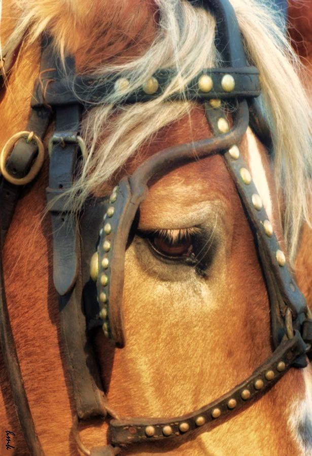 Animal Photograph - Horses Eye by Howard Kahn