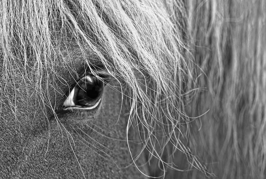 Horses Eye Monochrome Photograph by Jennie Marie Schell