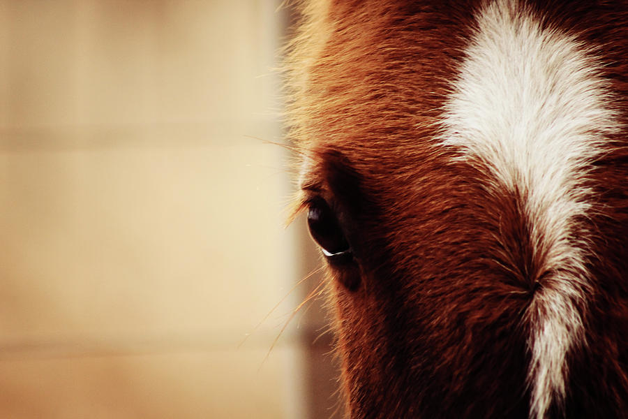 Horses Eye Photograph by Pablo Chamorro Photography