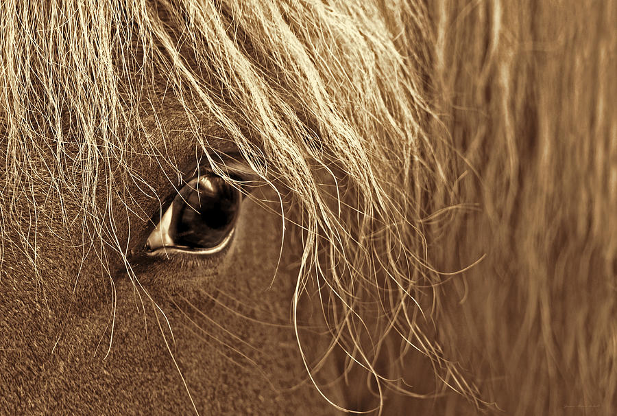 Horses Eye Sepia Photograph by Jennie Marie Schell