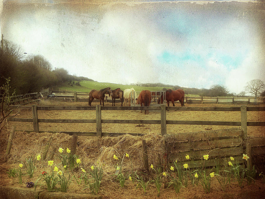 Horses Feeding In The Middle Of A Photograph by Vesna Armstrong