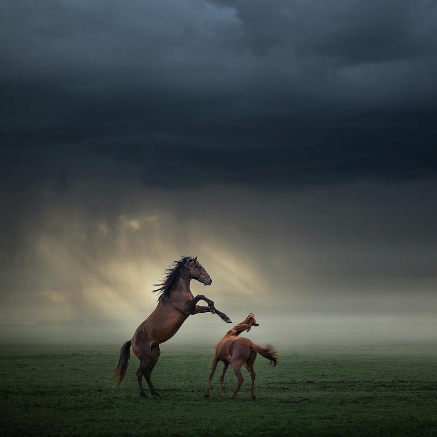 Horse Photograph - Horses Fight by H?seyin Ta?k?n