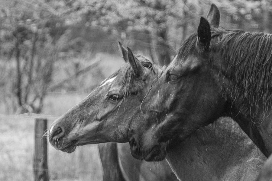 Horses Flirting Photograph by Sherri Duncan | Fine Art America