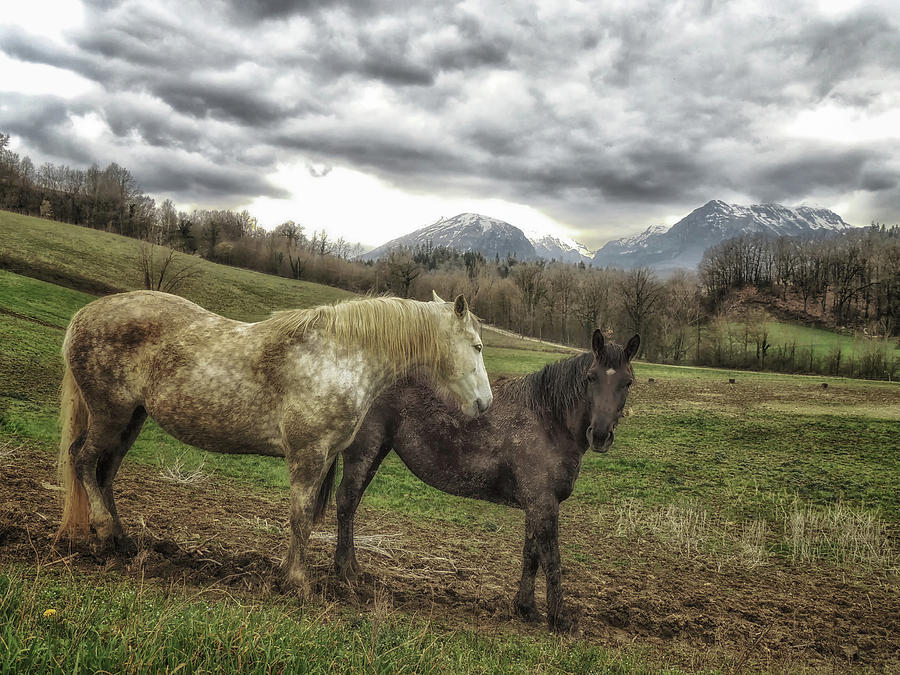 Horses Photograph by Foto Polimanti Fabio