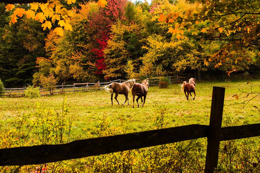 Horses frolicking in the paddock Photograph by Jeff Folger