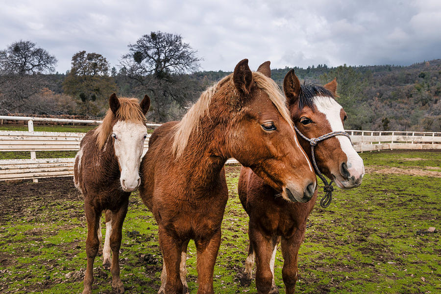 Horses from the Wild Horse Sanctuary in Shingletown Photograph by Carol M Highsmith