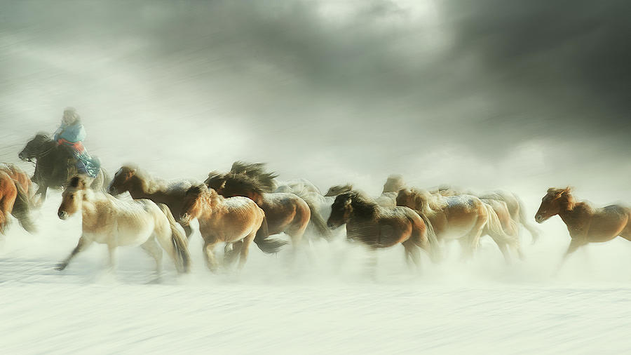 Horses Gallop Photograph by Shu-guang Yang