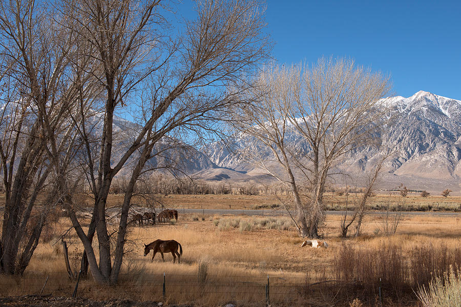 Horses graze beside the Owens River near Bishop Photograph by Carol M Highsmith
