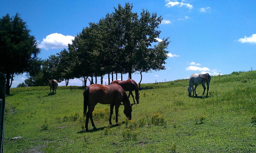 Horses Graze Photograph by Kenny Glover