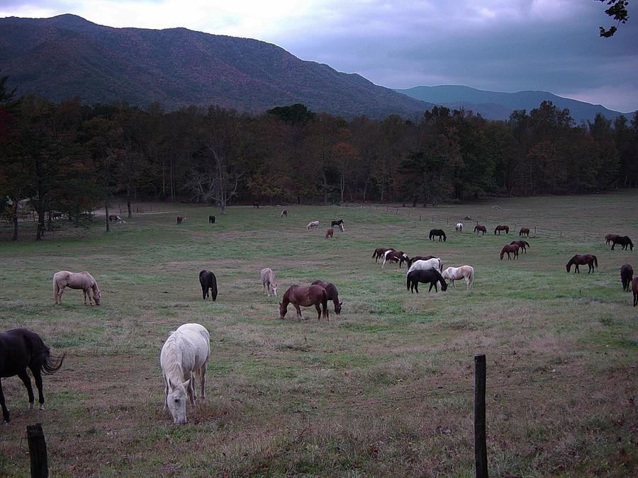 Horses Grazing At Cades Cove In Smoky Mountain Np Photograph By Toni