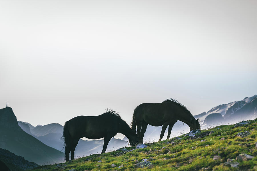Horses Grazing, Dolomites Photograph by Deimagine