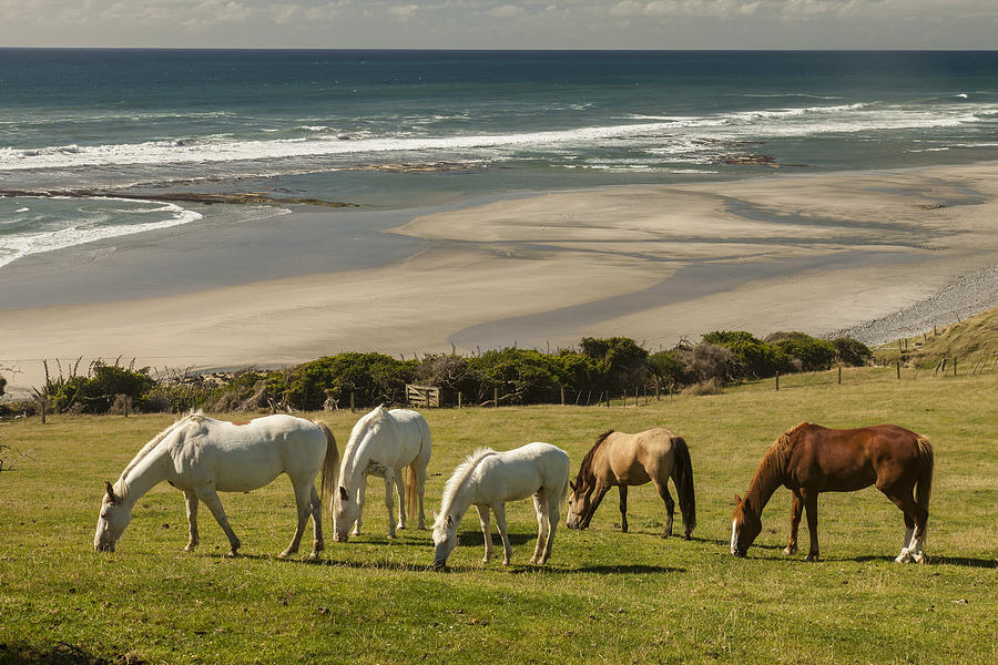 Horses Grazing Golden Bay New Zealand Photograph by Colin Monteath