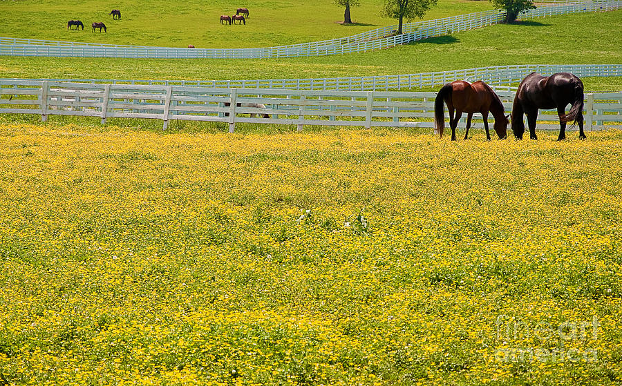 Horses Grazing in Field Photograph by Danny Hooks