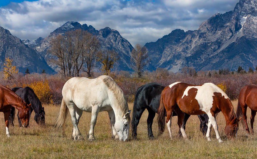Horses Grazing in the Grand Tetons Photograph by Kathleen Bishop