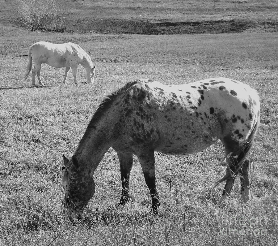 Horses Grazing Photograph by J L Zarek