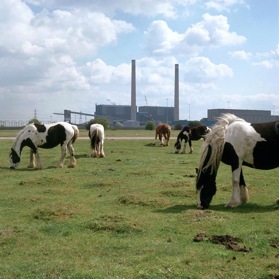 Horses Grazing Near A Power Station Photograph by Robert Brook/science Photo Library