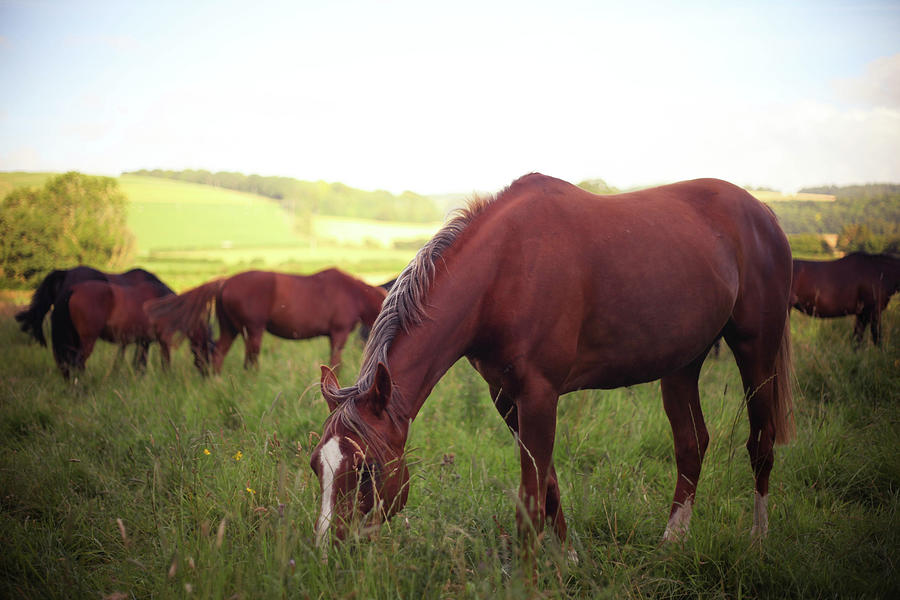 Horses Grazing Photograph by Olivia Bell Photography
