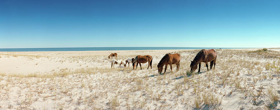Horses Grazing On Beach, Assateague Photograph by Animal Images